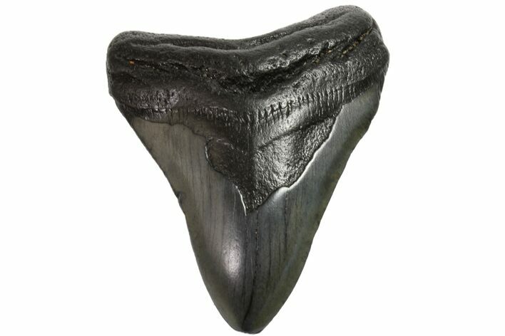 Fossil Megalodon Tooth - Georgia #151511
